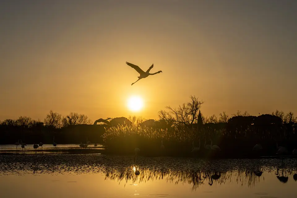 Houseboat Camargue — photo 5
