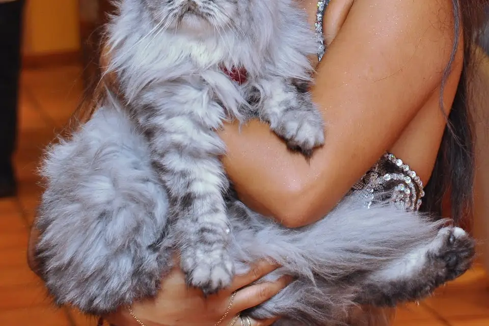 Yasmine - Danseuse Orientale — photo 2