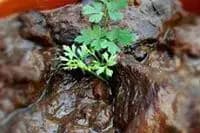 Toro Truck — photo 1