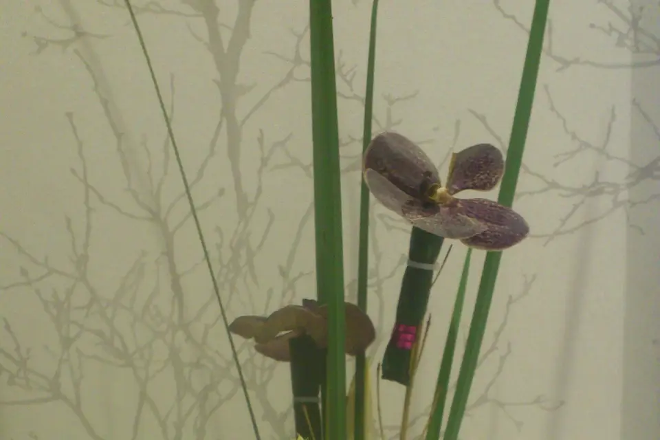 Dit la Fleur — photo 8