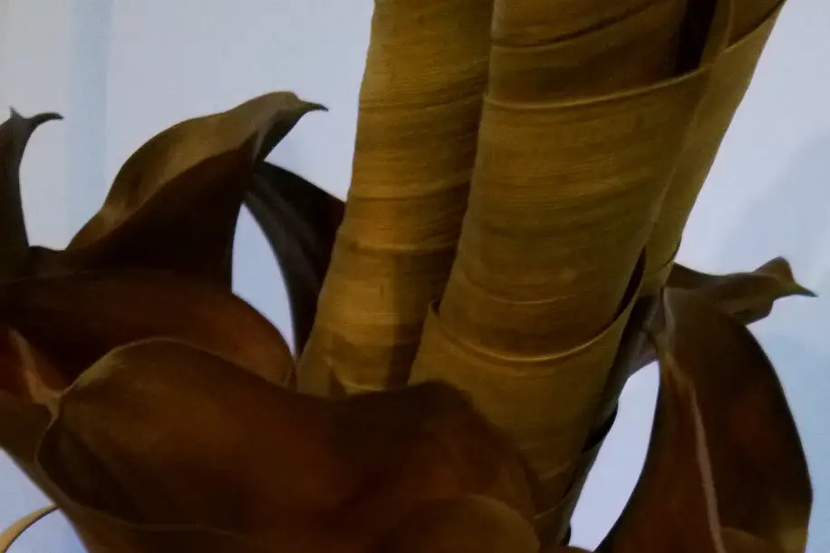 Fleur de Thé — photo 7