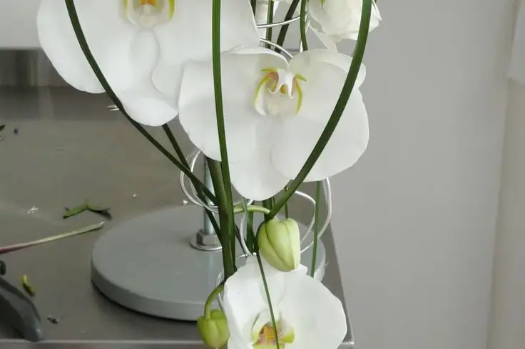 Orkideenn — photo 3