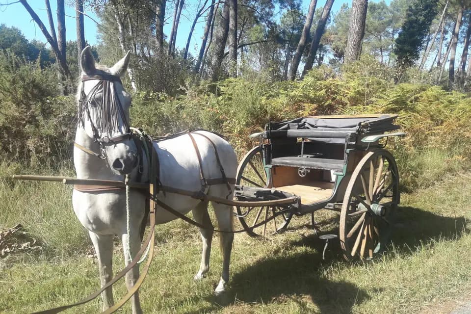 Del Campo a la Plaza — photo 4