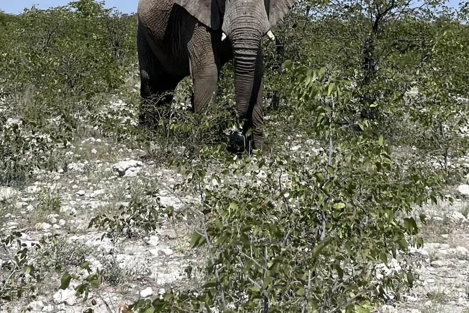 Tongs and Co — photo 6