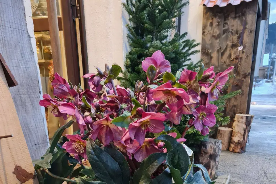 Pom' Cannelle — photo 6