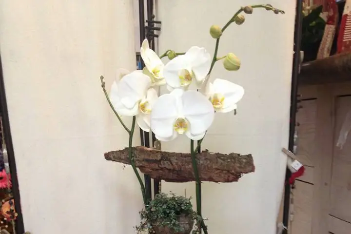 Pom' Cannelle — photo 3