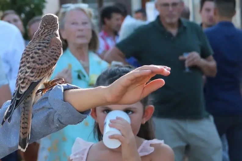 Fauconnerie Evenementielle — photo 3