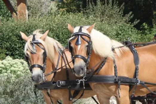 Les Attelages du Tsar