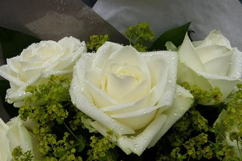 Château Labistoul — photo 4