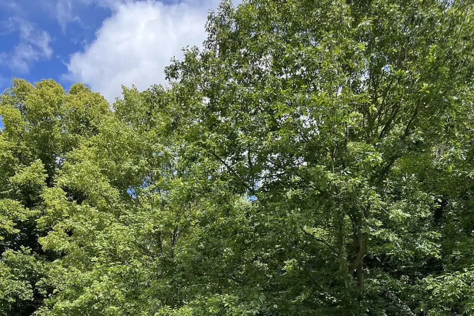 Rose Events — photo 1