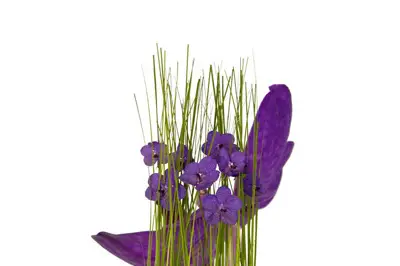 Nature Acidulée — photo 7