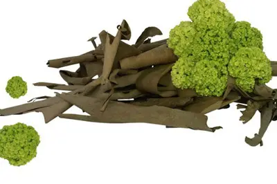 Nature Acidulée — photo 5