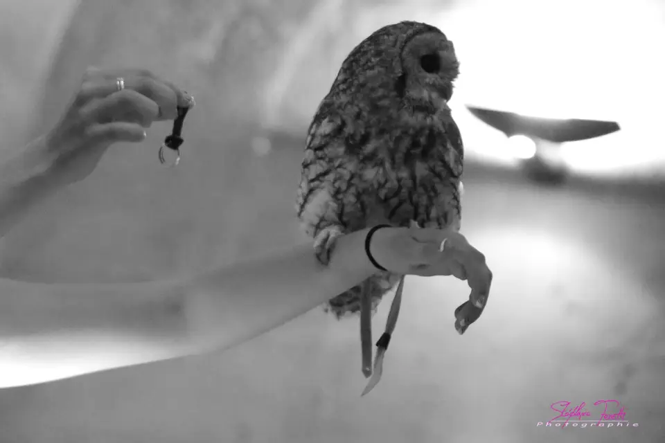 Equivol Fauconnerie — photo 7