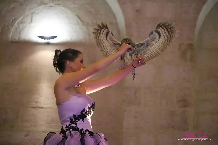 Equivol Fauconnerie — photo 2