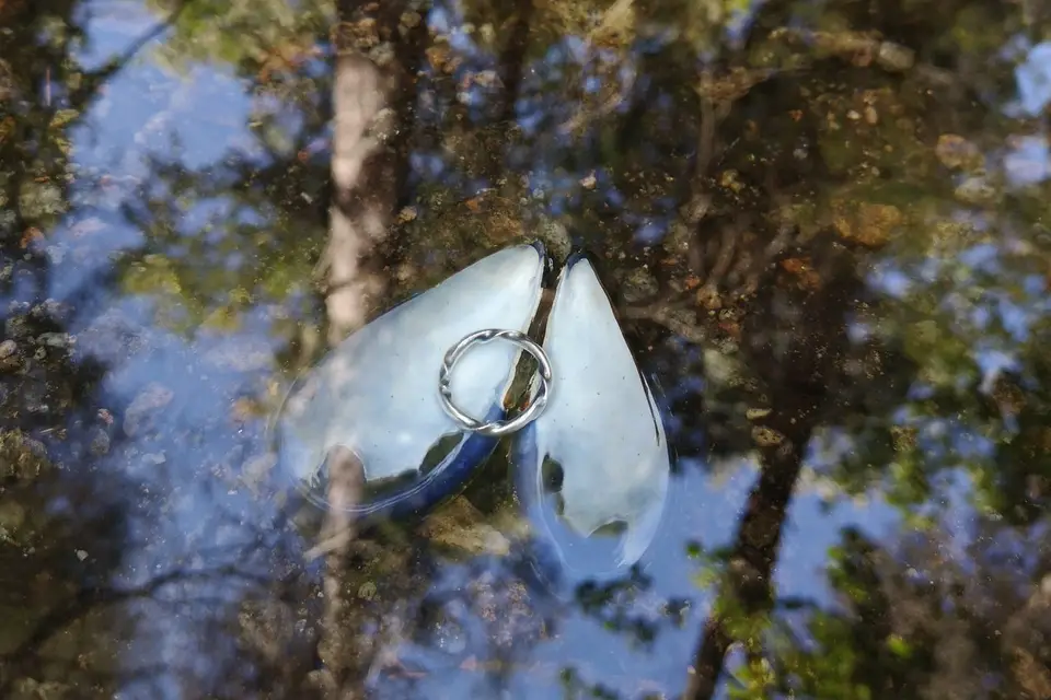 Citrus Boréal — photo 7