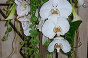 Lycée Fleuri — photo 4