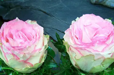 Lycée Fleuri — photo 6