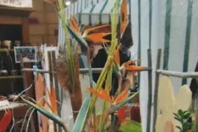 Corolles Fleurs — photo 6