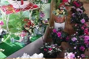 Fleurs de l'Ile — photo 4