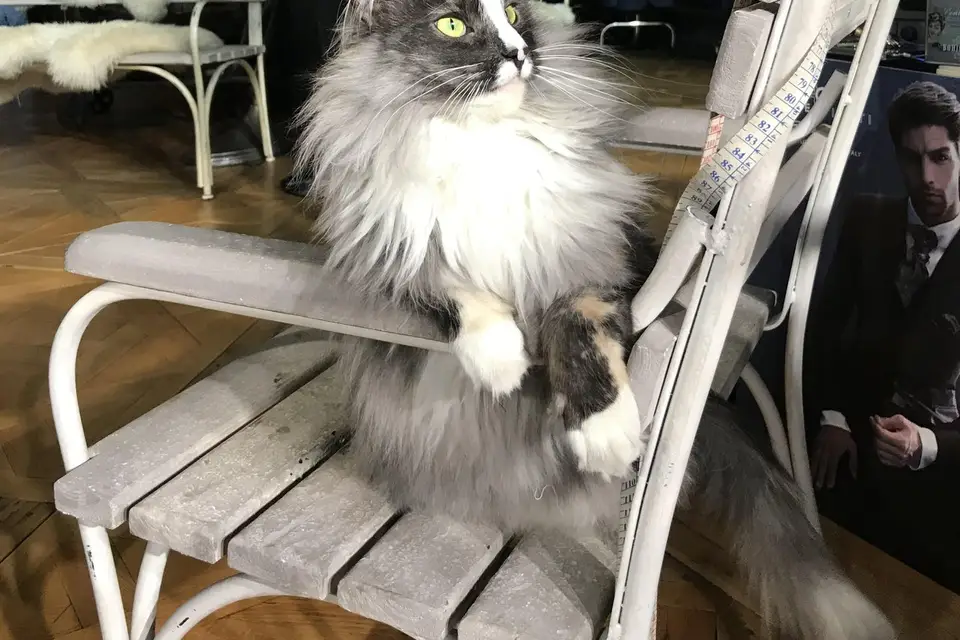 Fan' de Soie — photo 7