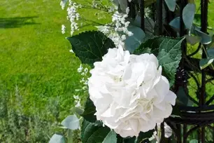 Parmi les Fleurs — photo 5