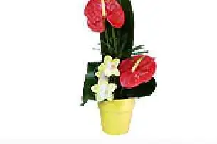 Floralies — photo 3