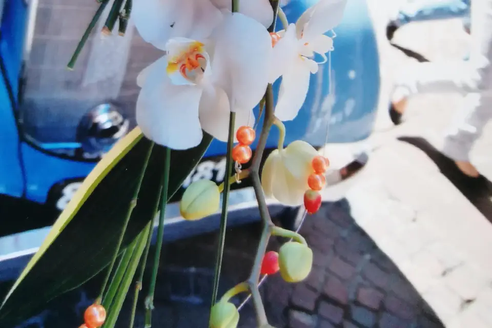 Ô Fleurs des Saisons — photo 6