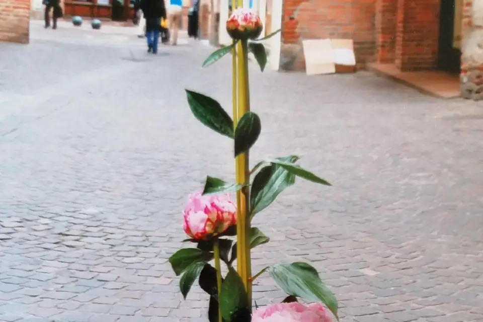 Ô Fleurs des Saisons — photo 5