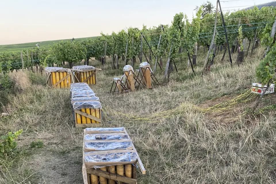 PSL Events — photo 3