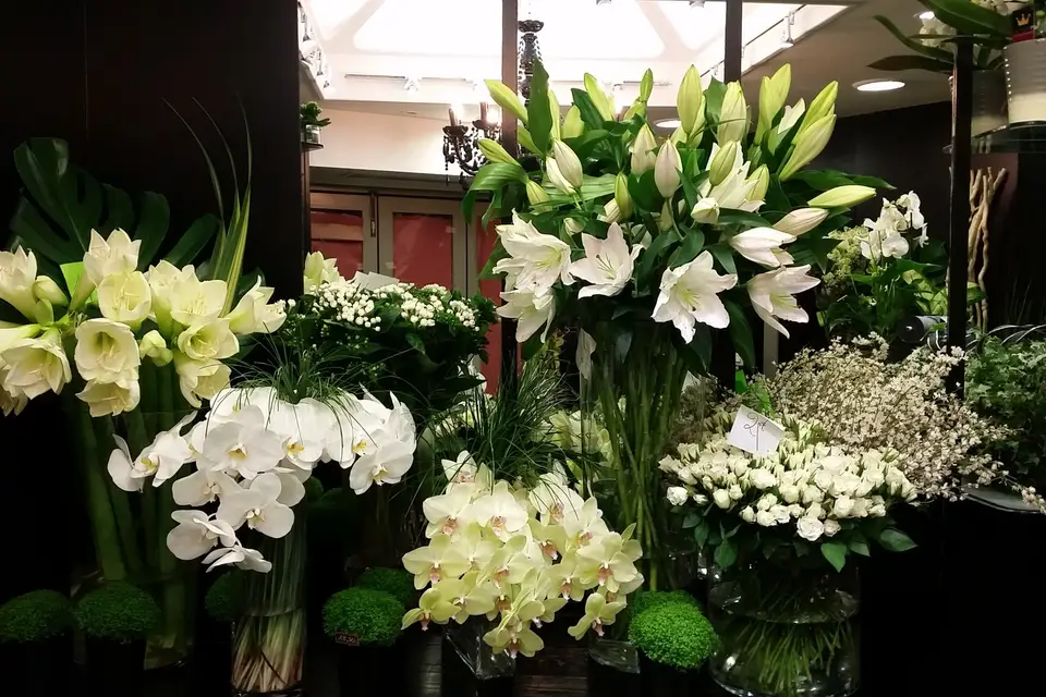 Amarylis — photo 1