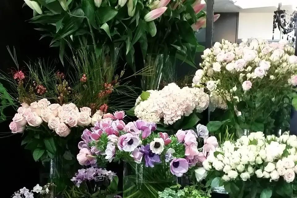 Amarylis — photo 2