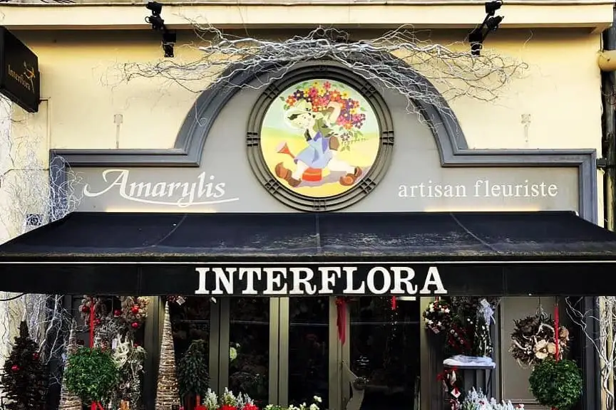 Amarylis — photo 3