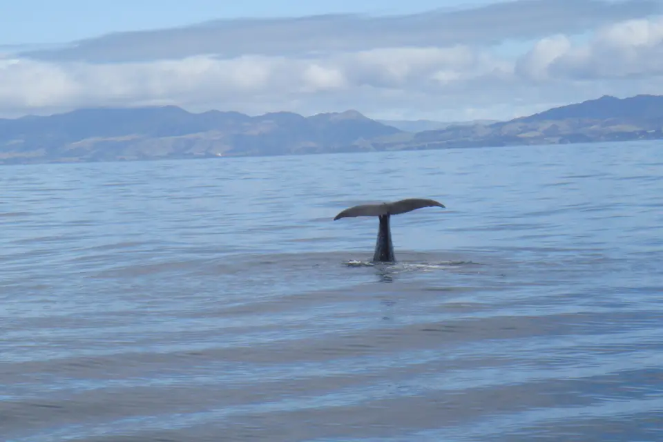 In Fine Delphine Voyages — photo 5