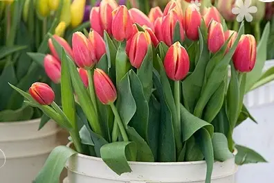 Amandine Fleurs — photo 6