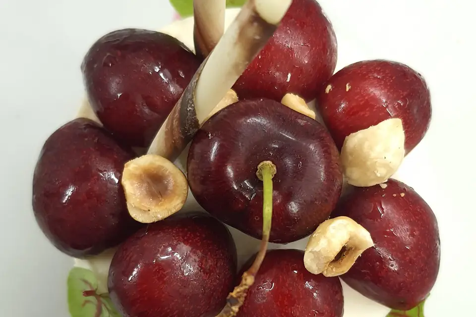 Chefgamard — photo 7