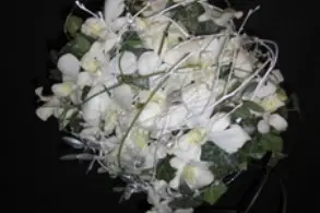 Passiflora — photo 3