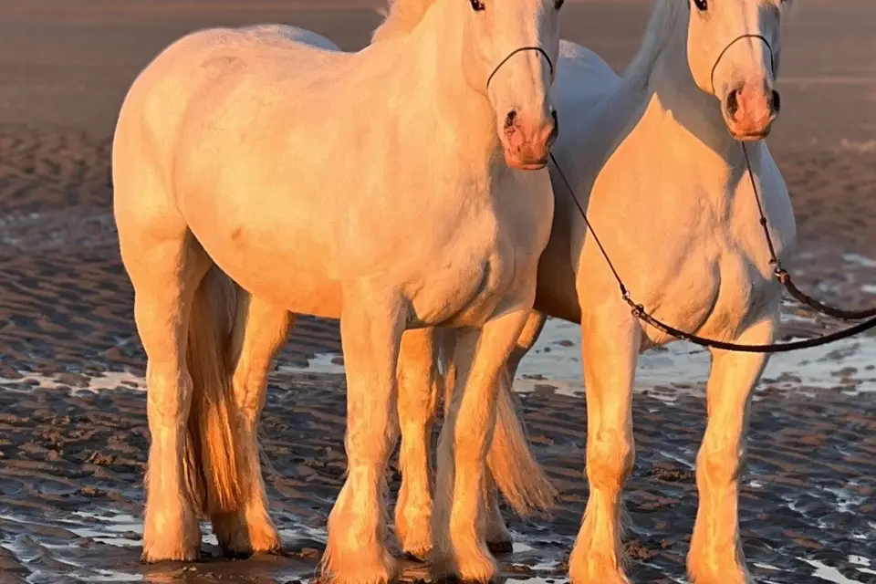 Les Calèches d'Amandine — photo 7