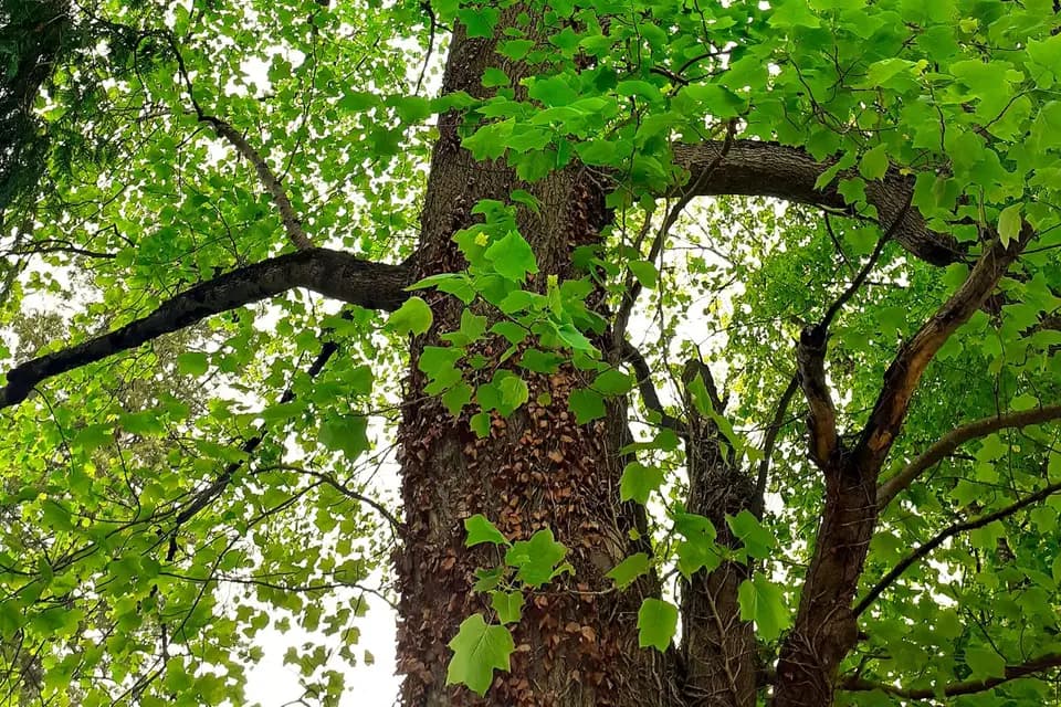 Domaine de Sarrali — photo 8