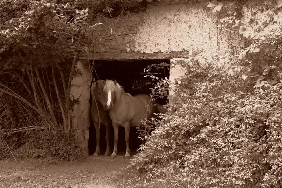 Domaine de la Contie — photo 5