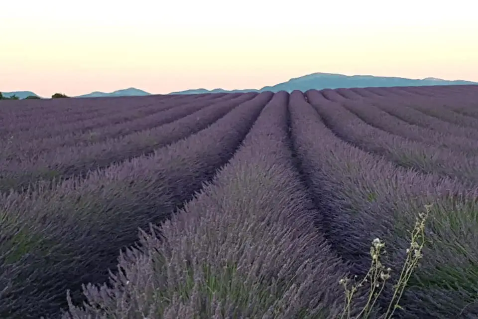 Les Ruches de la Bastide de Castel — photo 1