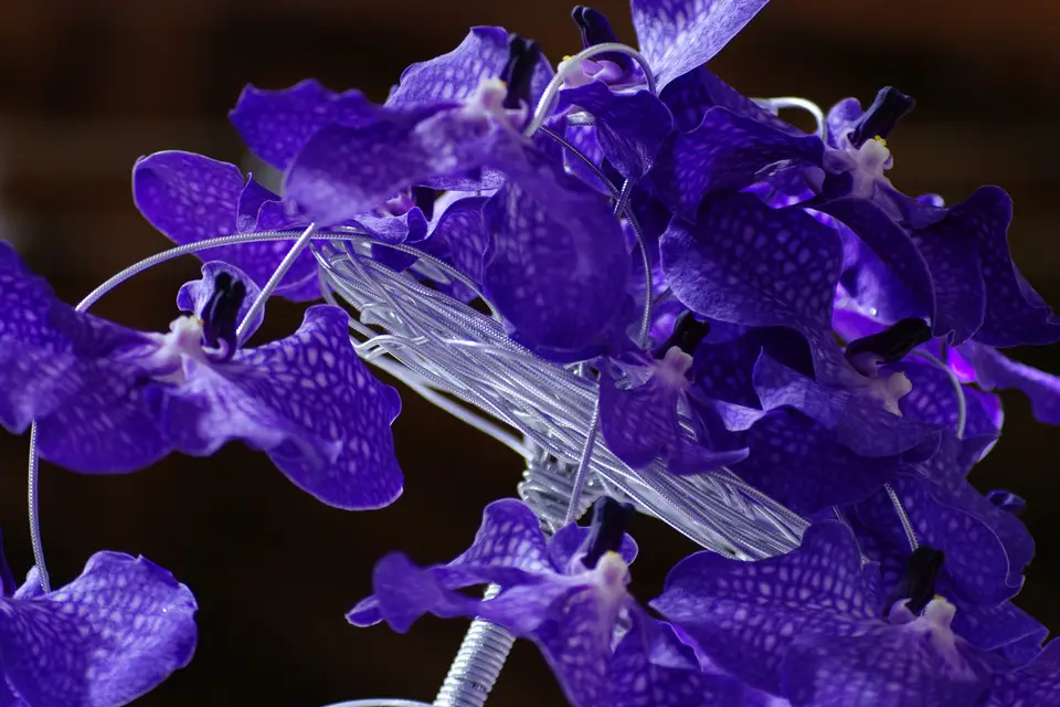 Jean Louis Amice — photo 3