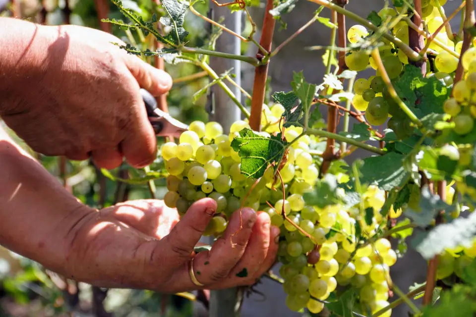 Champagne André Dormay — photo 5