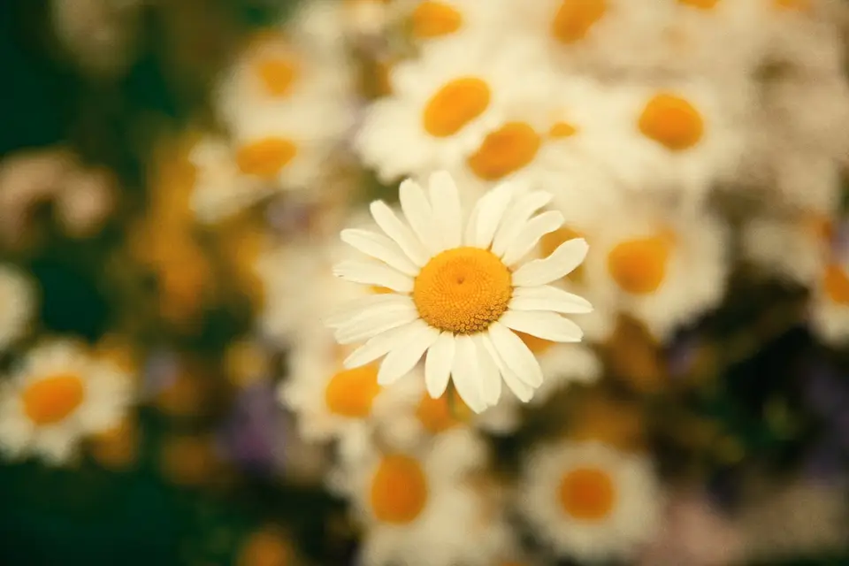 Canopée Films — photo 8