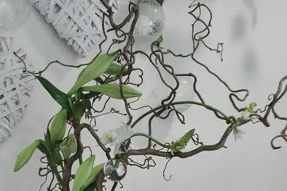 Fleurs & Co — photo 8