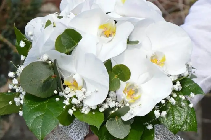 Lucas Fleurs — photo 2