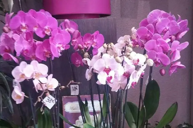 L'Enchantement — photo 3