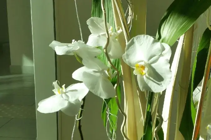 L'Enchantement — photo 5