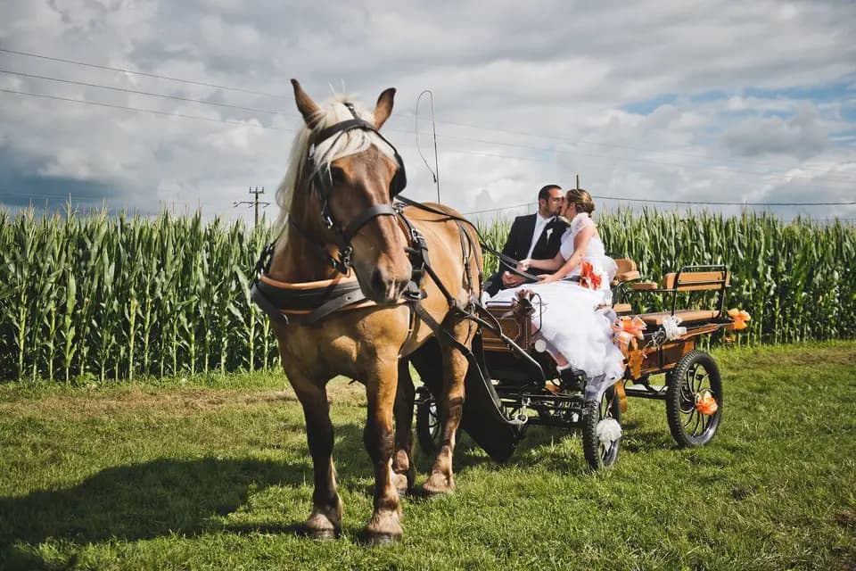 Calèches Autrot'Mant — photo 2