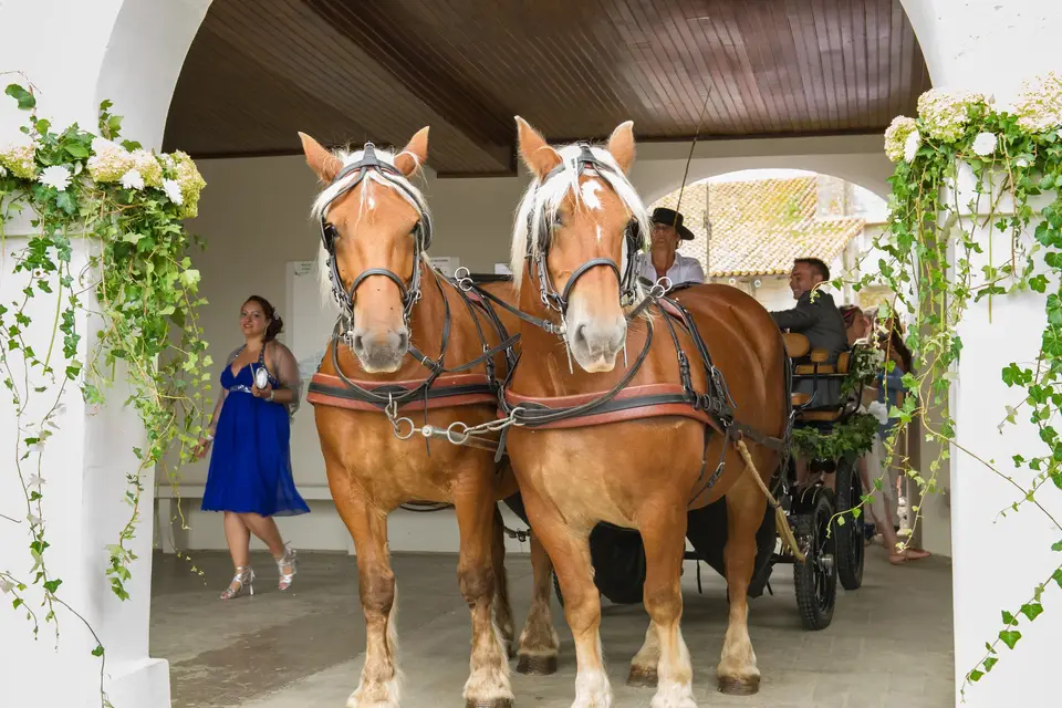 Calèches Autrot'Mant — photo 1