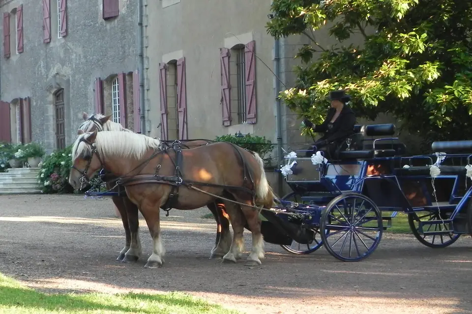 Calèches Autrot'Mant — photo 7